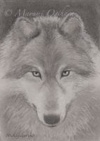 Wolf Eyes